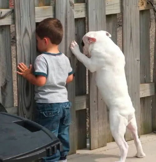 Young child in gray shirt and jeans standing at wooden fence with white dog standing on hind legs beside them